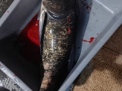 -好灶头妈妈菜·千岛湖柴火鱼餐厅(桐庐店)