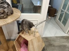 -楼上猫咖(罗湖店)