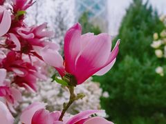 -大望京公园