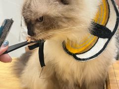 -楼上猫咖(罗湖店)