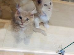 -藏猫猫咖啡主题馆(中央大道店)