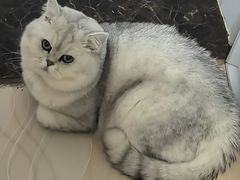 -佑安动物医院·全科·内窥镜中心(幸福巷店)