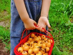 -塘栖枇杷特色园区