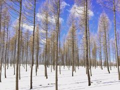 -塞罕坝国家级自然保护区