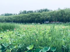 -西青郊野公园