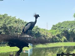 -广州长隆飞鸟乐园