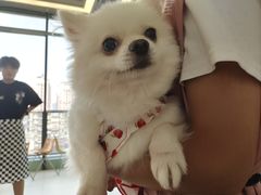 -怪兽屋·羊驼·猫咖·狗咖(俊华广场店)