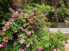 -元大都城垣遗址公园