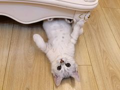 -伟伟宠物医院·CT影像中心·瑞派犬猫综合性门诊(汉口总院)
