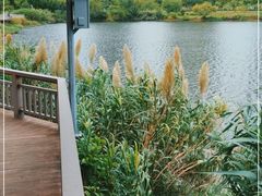 -广东花都湖国家湿地公园
