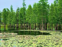 -白鹭湾湿地公园