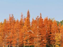 -白鹭湾湿地公园