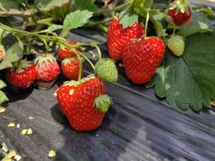 -苏州太湖西山岛开心农场