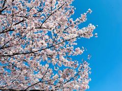 -高东镇樱花园