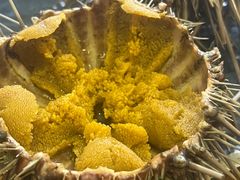 -海胆小馆(东北水饺·春柳店)