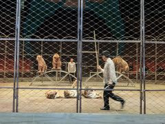 -俄罗斯国家大马戏团