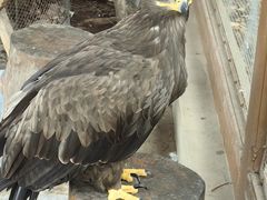 -石家庄市动物园