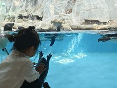 -帝企鹅自助餐厅•儿童岛•真企鹅(长隆企鹅酒店)