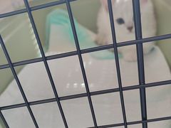 -瑞派宠物医院·犬猫全科·猫友好(宾水西道店)