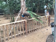 -北京呀路古热带植物园