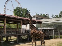 -石家庄市动物园