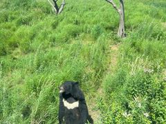 -黑瞎子岛探秘野熊园