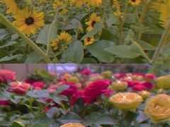-深圳仙湖植物园