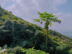 -海南铜鼓岭景区