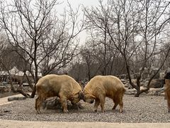 -北京野生动物园