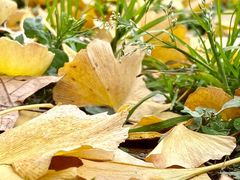 -三里屯东五街银杏大道