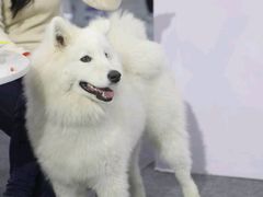 -瑞派蒂凯宠物医院·免疫点·宠保定点