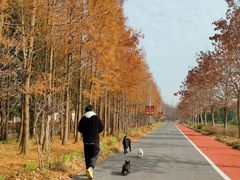 -上海长兴岛郊野公园