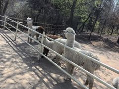 -沈阳森林动物园