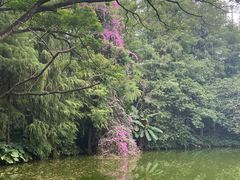 -荔香公园