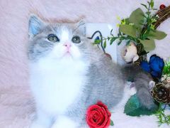 -十年猫舍·猫咪专门店(普陀店)