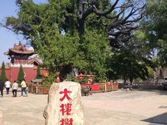 -大槐树寻根祭祖园