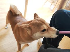 -柴の食堂·日式家庭料理·熊之肆(大学路店)