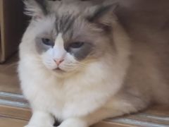 -是阿柴呀！柴犬咖啡·爱喵喵猫咖
