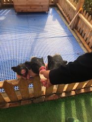 -萌宠亲子动物乐园(槐房万达店)