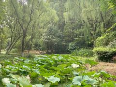 -新洲生态园