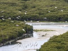 -北海金海湾红树林生态旅游区