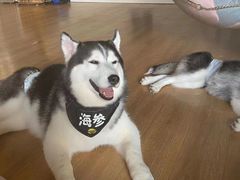 -Husky Go! 哈士奇体验馆·宠物咖啡厅狗咖