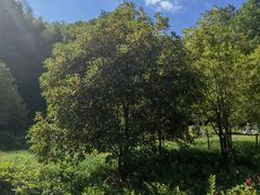 -上海佘山国家森林公园天马山园