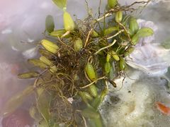 -洪大厨鸡煲(福田店)