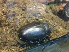 android_upload_pic-上海大自然野生昆虫馆