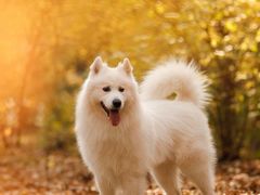 -85度C(南京龙江店)