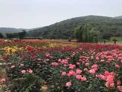-龙寺生态园