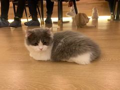 -猫腻·猫咖·撸猫馆(星光大道店)