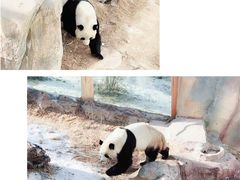 -青藏高原野生动物园