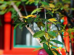 -北京古城老院厉晓麟精致菜